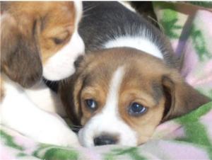 BeaglepuppiesavailableatPoddarkennel